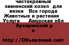 чистокровный зааненский козел  для вязки - Все города Животные и растения » Услуги   . Амурская обл.,Архаринский р-н